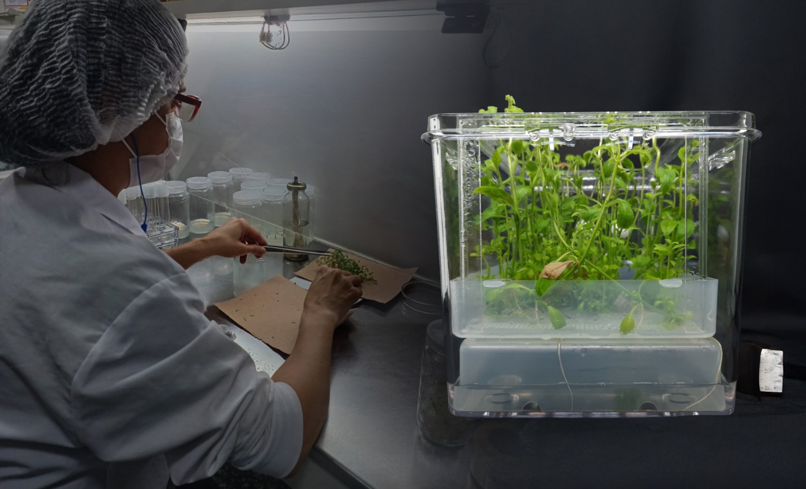 CONHECIMENTO TRADICIONAL E CIÊNCIA 