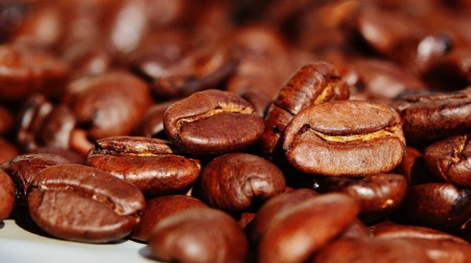 CAFÉ CONILON DESPONTA COMO ALTERNATIVA PARA DIVERSIFICAR ECONOMIA AGRÍCOLA DO MARANHÃO